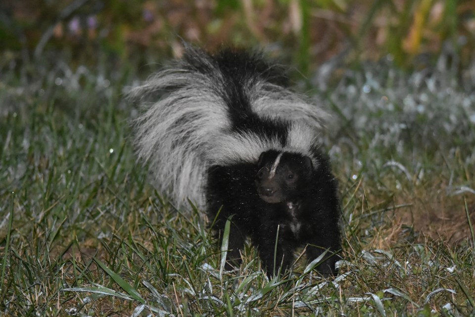 20220811_Valk Valley_skunk in lawn (Hawke) (1) fix