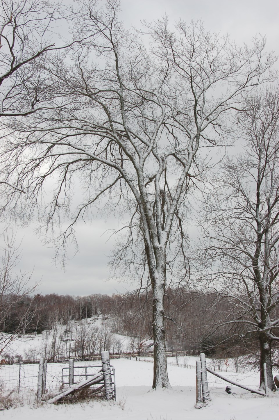 2023-01-28-american-oak-tree-david-hawke