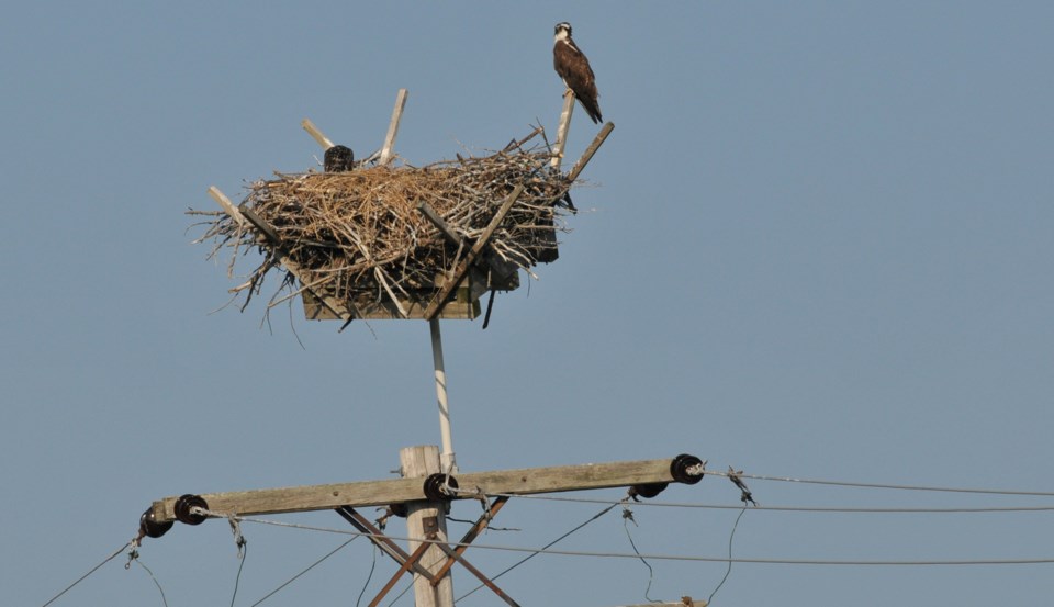 2023-04-29-osprey-nest