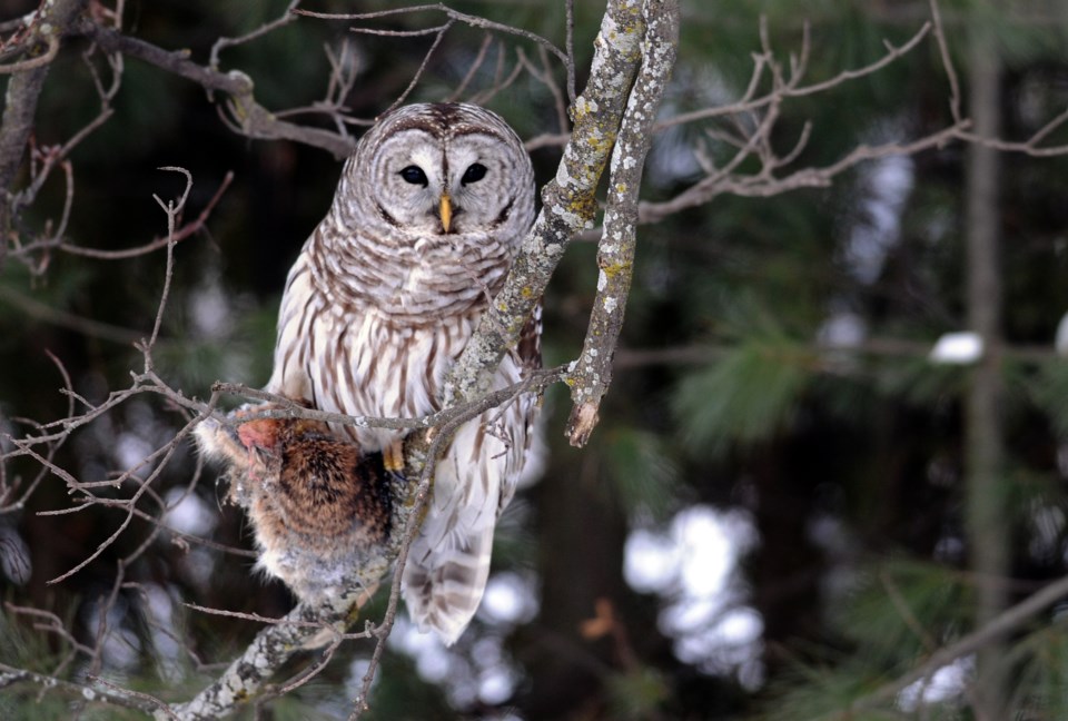 20230210_valk-valley_barred-owl-with-rabbit-hawke-3