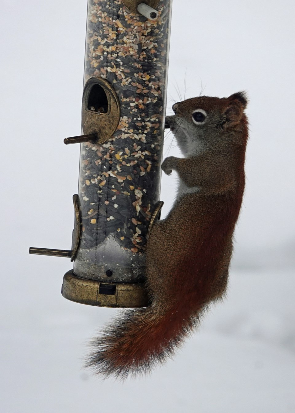 20230301_valk-valley_red-squirrel-hawke-3