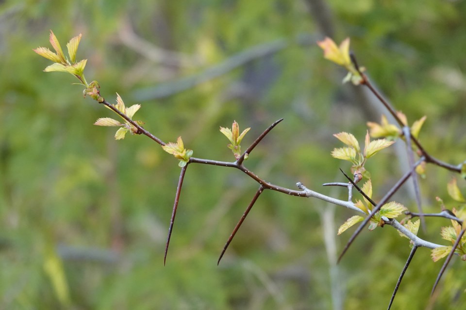20230508_gls_hawthorn-thorns-hawke