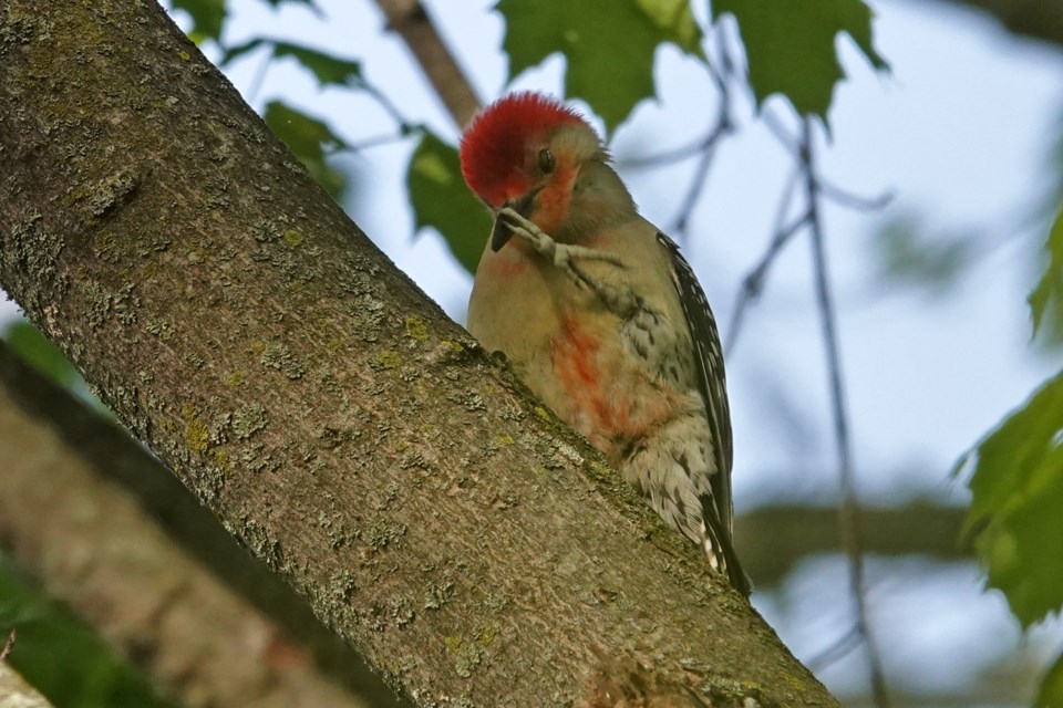 20230514_valk-valley_red-bellied-woodpecker_male-hawke