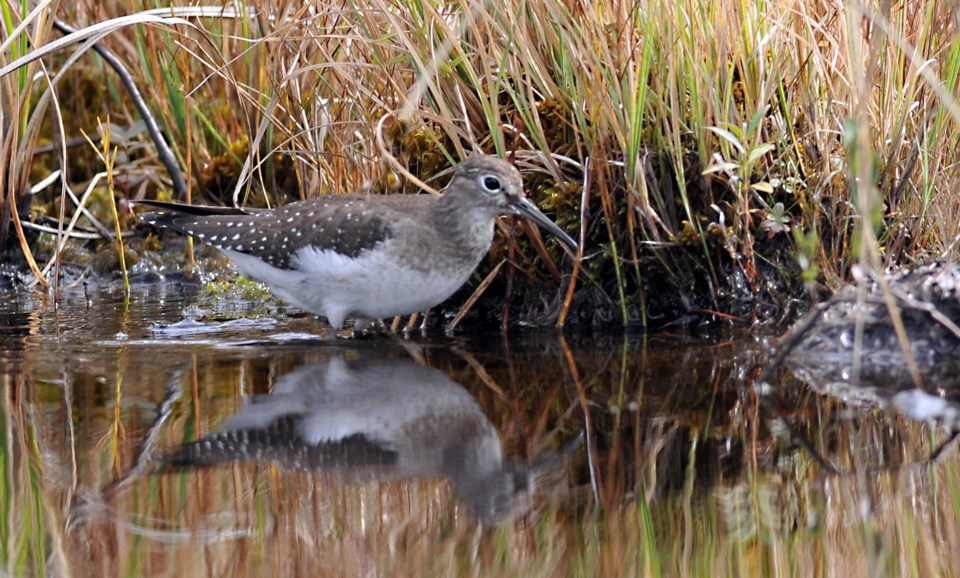 20230902-solitary-sandpiper-by-david-hawke