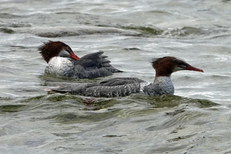 20230910_awenda-park_common-merganser-hawke-4