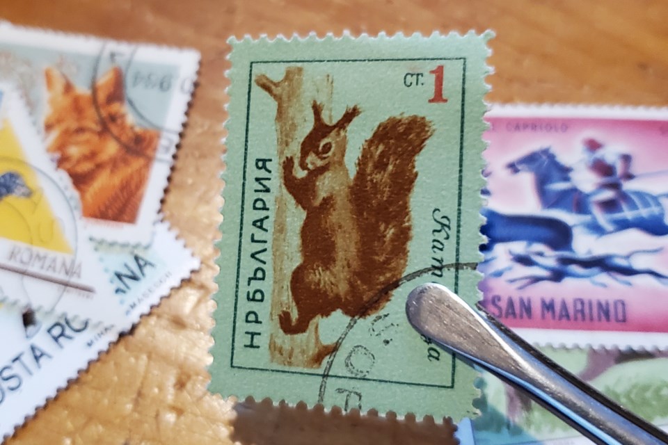 20231020_bulgaria_squirrel-stamp-hawke