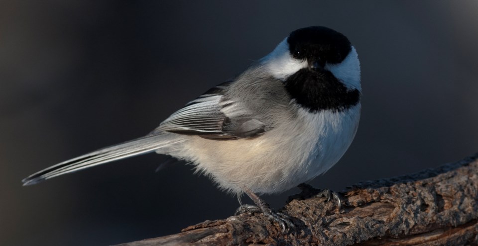 20231118-chickadee-by-david-hawke