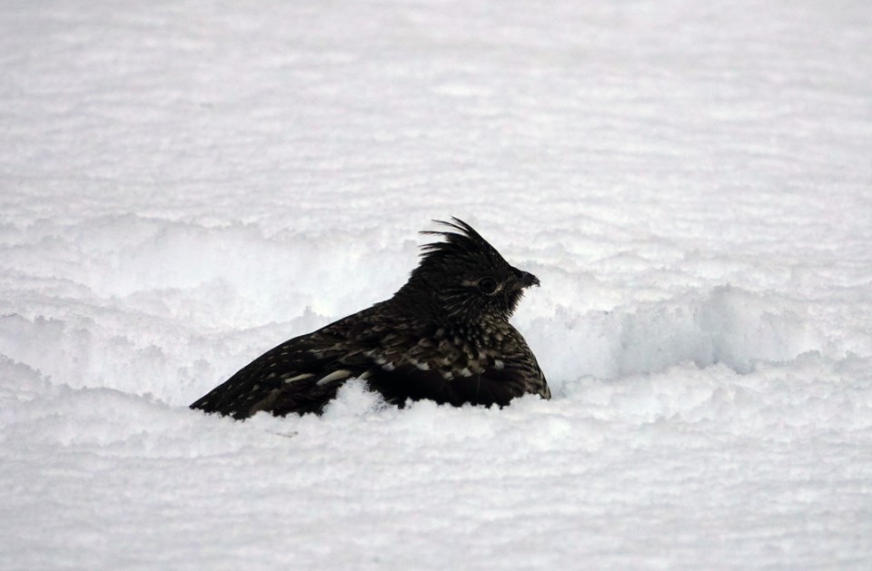 20231128_valk-valley_grouse-in-snow-hawke-3