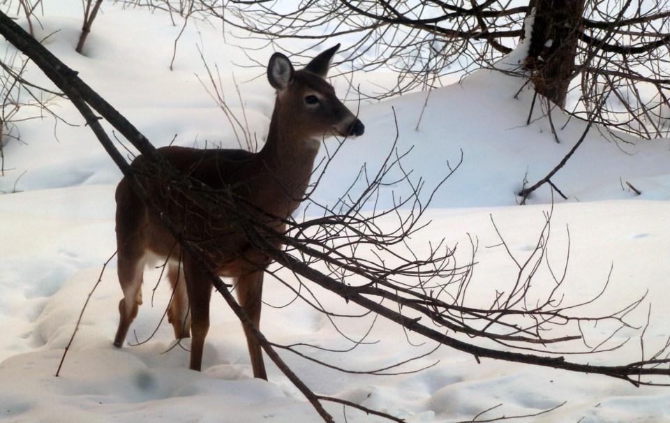 OUTDOORS: Winter survival a struggle and skill for deer - Newmarket News