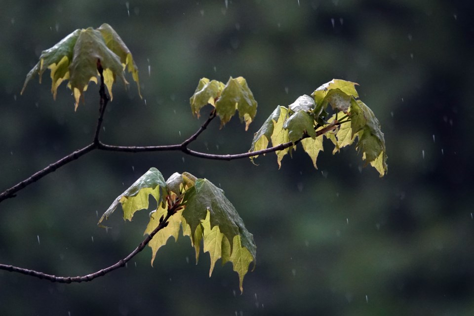 OUTDOORS: What is that smell? Is rain in the forecast? - Newmarket 