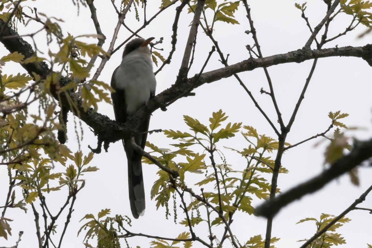COLUMN: Caterpillar-loving cuckoos stir up fond birdwatching memories