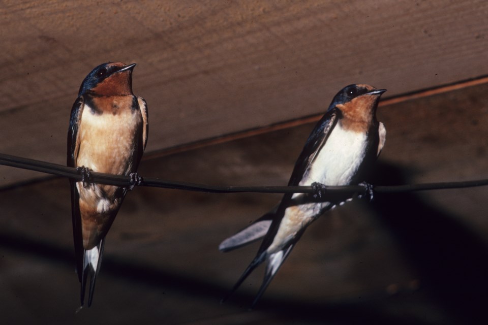 Barn Swallow pair