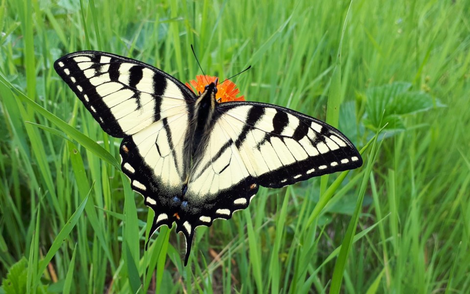 canadian tiger swallowtail butterfly