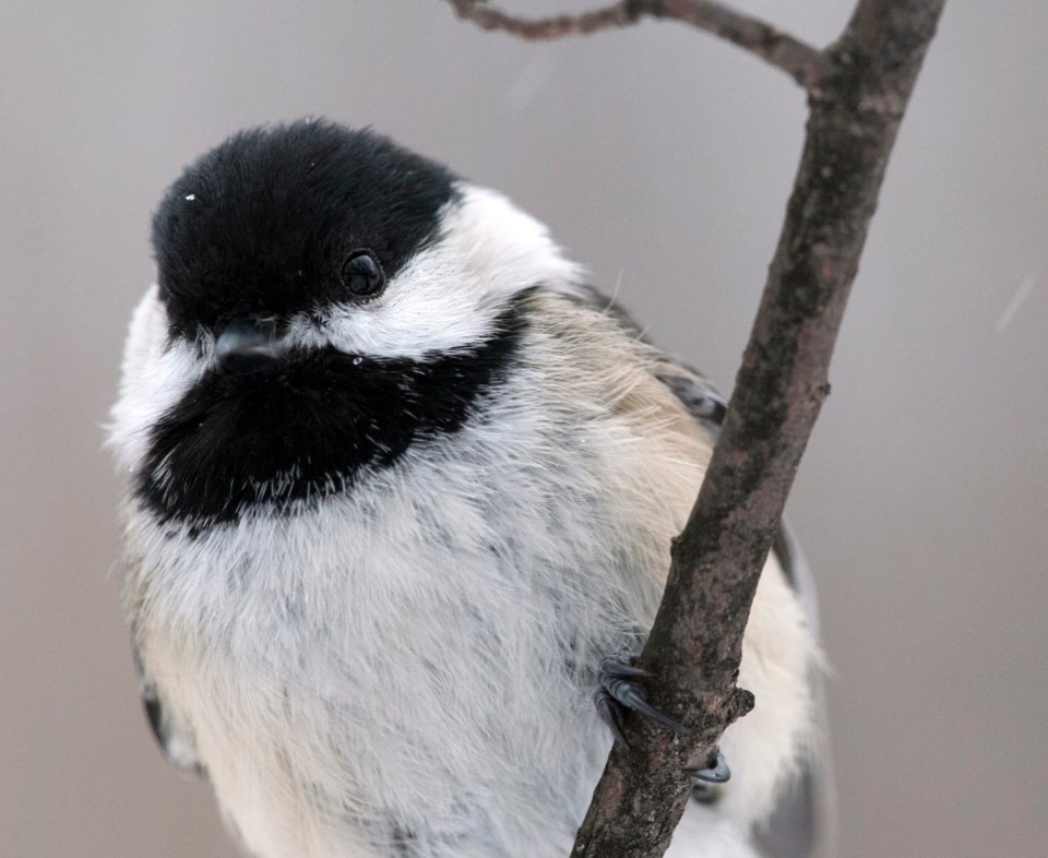 chickadee david hawke