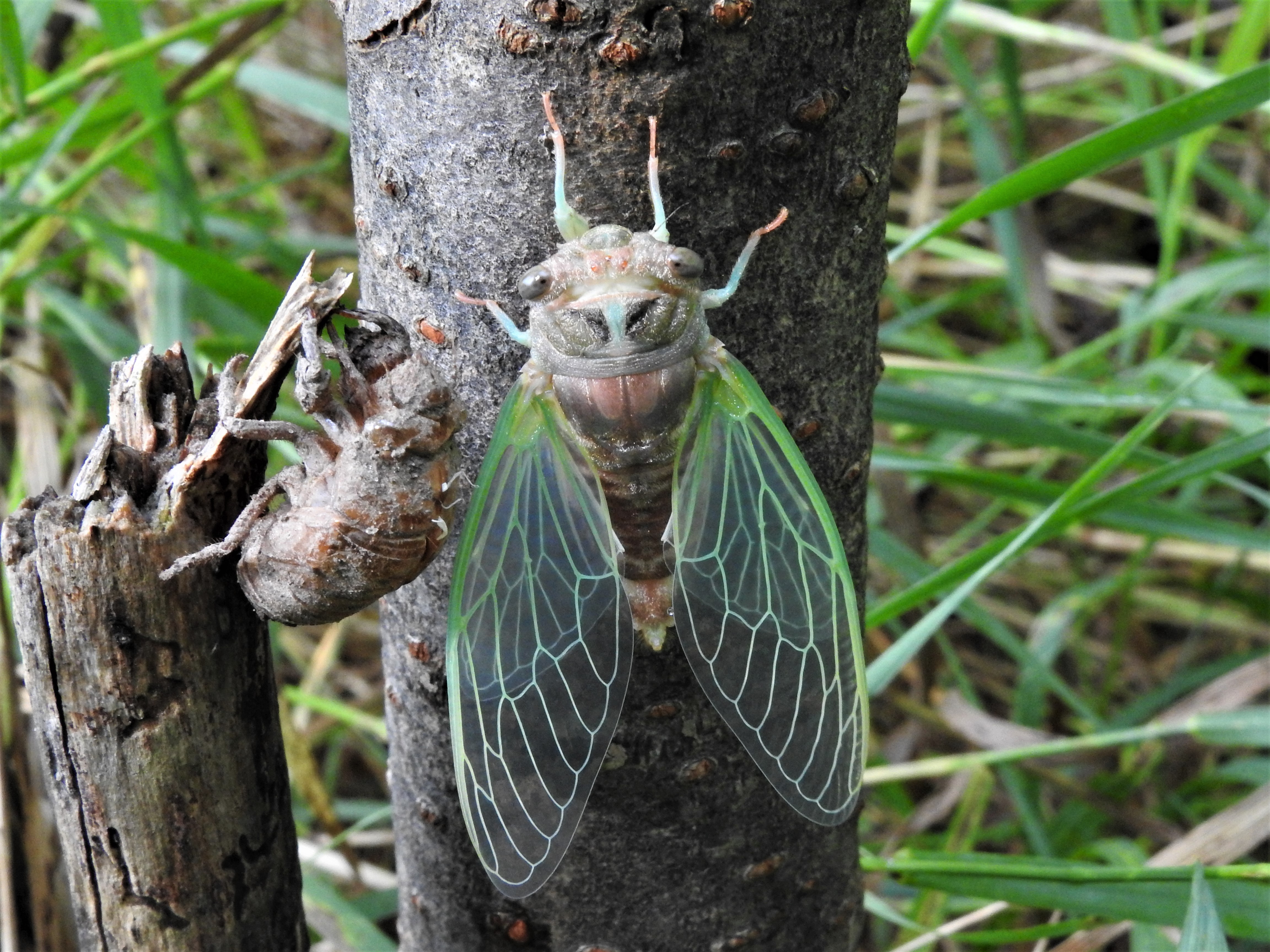 What S That Backyard Buzz Master Naturalist Has The Answer Orilliamatters Com