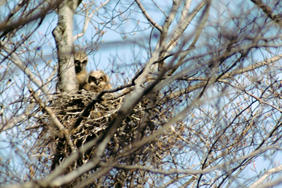 GHO nestlings