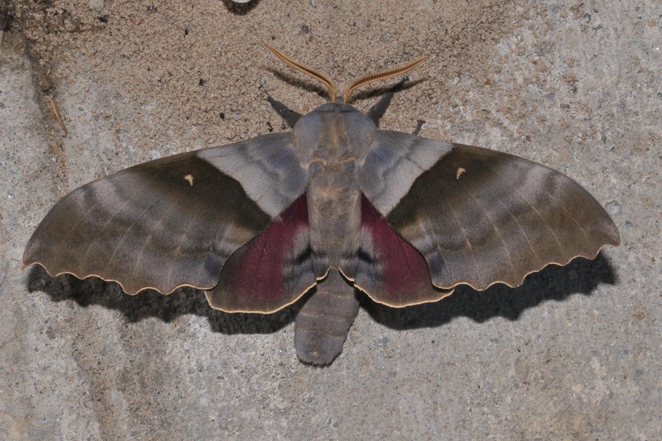 Modest Sphinx Moth_5256