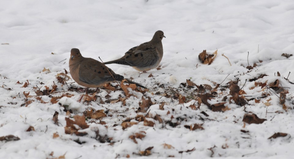 Mourning Doves pair DJH_2746