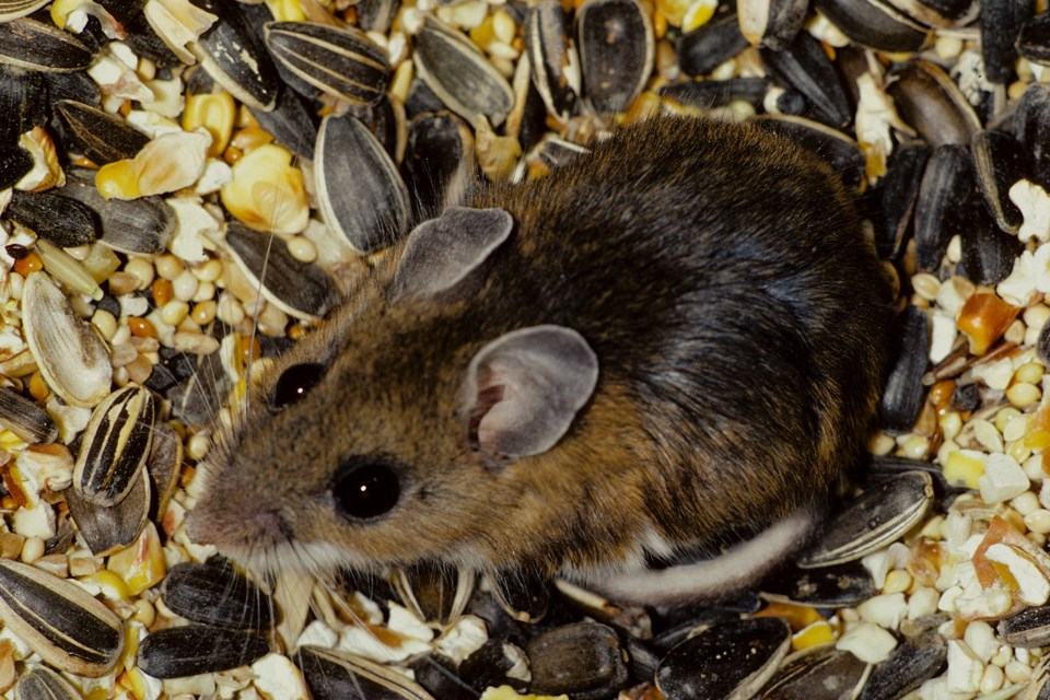 Mouse in seed bin