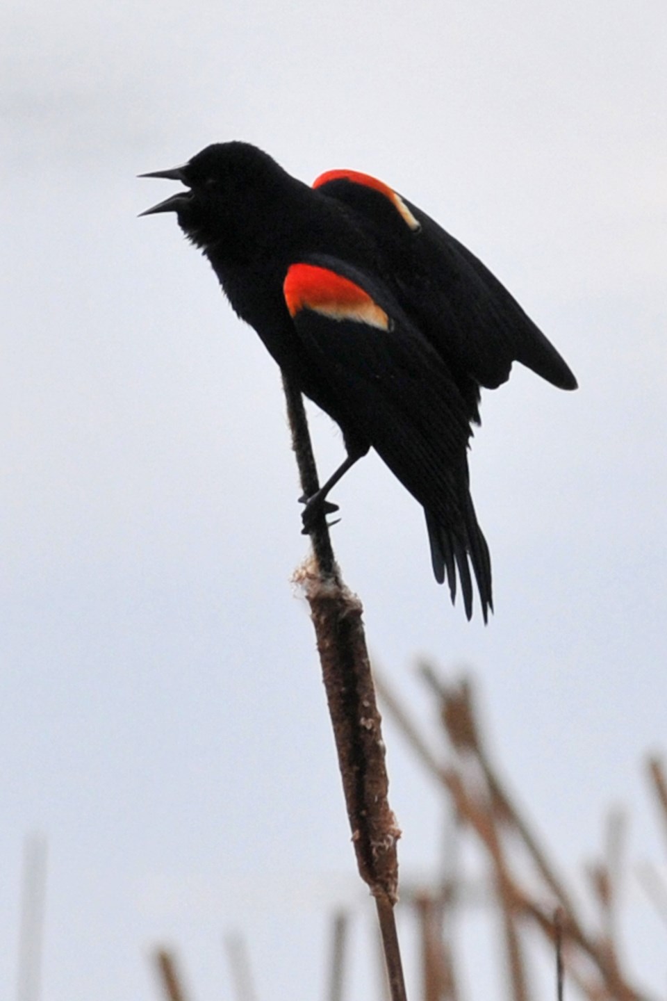 Red-winged Blackbird_displaying male (Hawke)