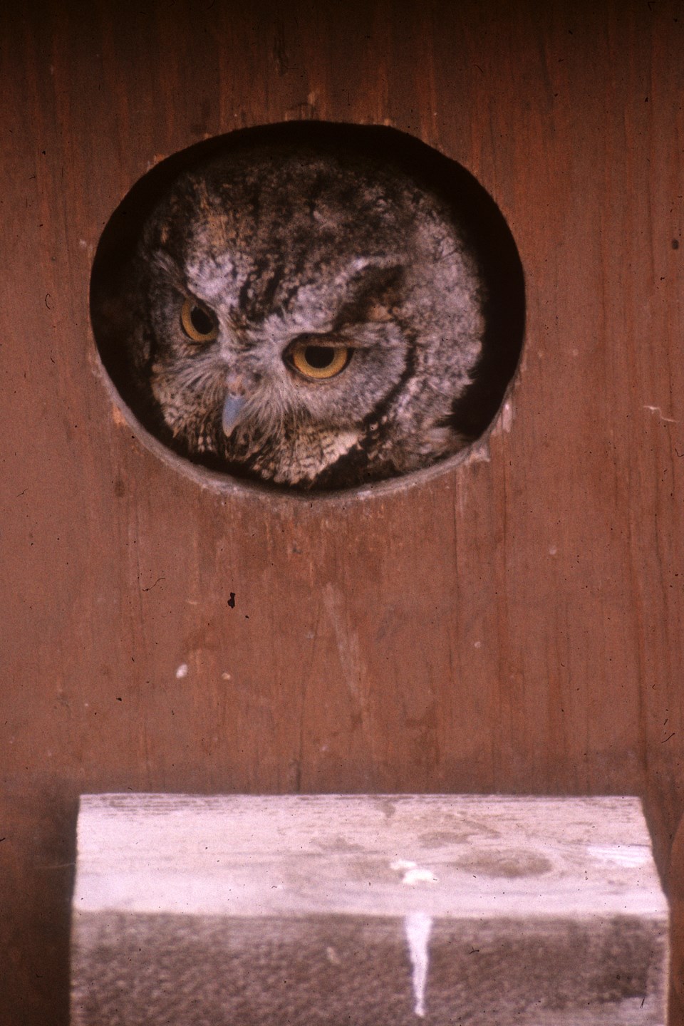 screech-owl-in-wood-duck-box_-hawke