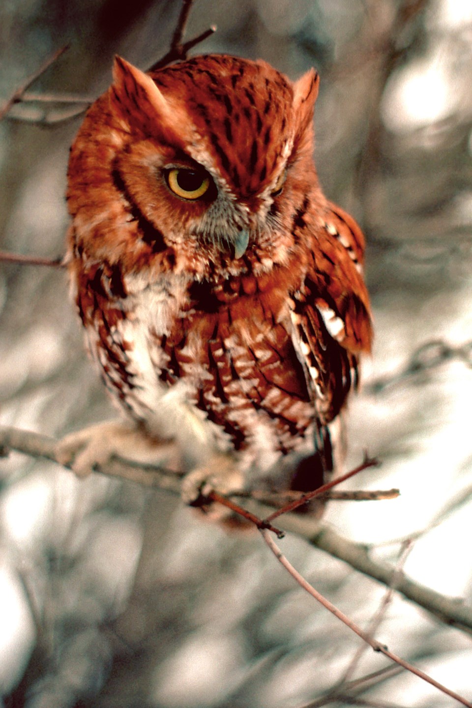 screech-owl_red-morph-hawke