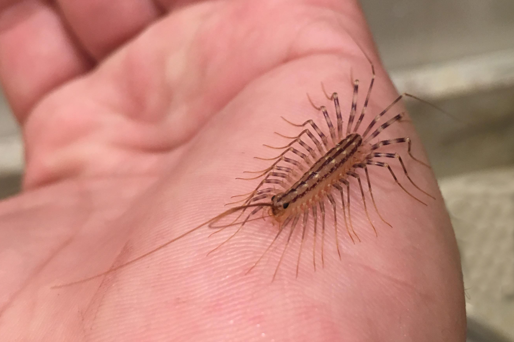 It's venomous, has 30 legs  and lives in your house! - Orillia News
