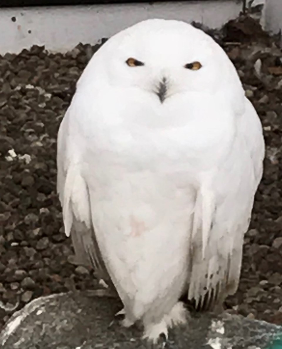 Snowy Owl _Jan2020