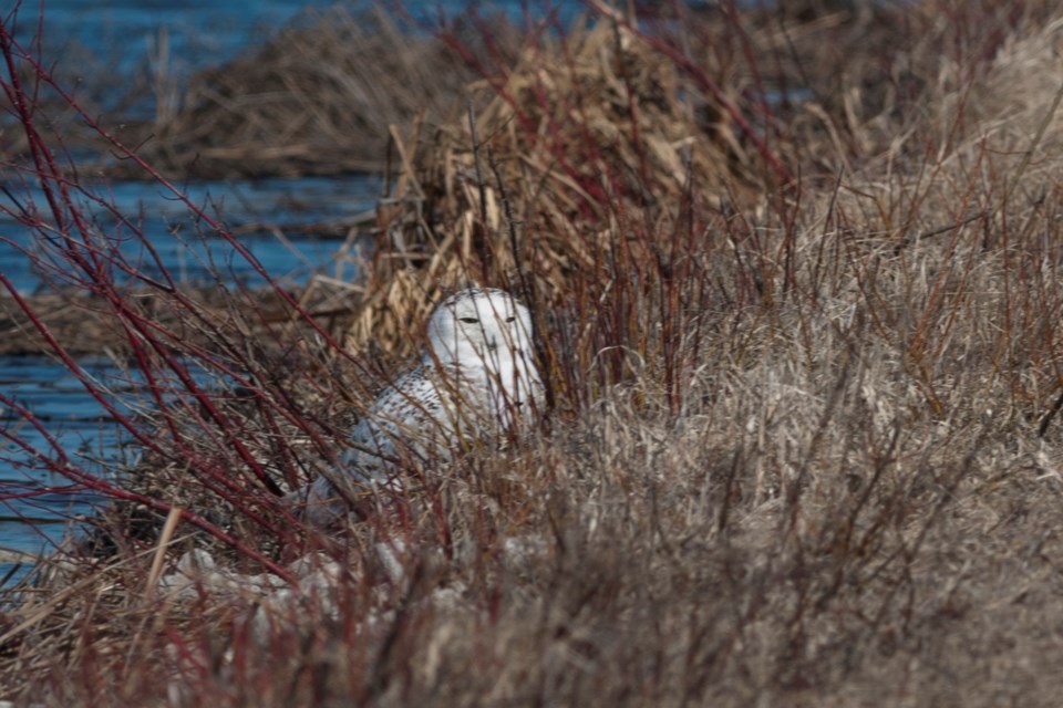 Tiny Marsh_Snowy Owl (1)