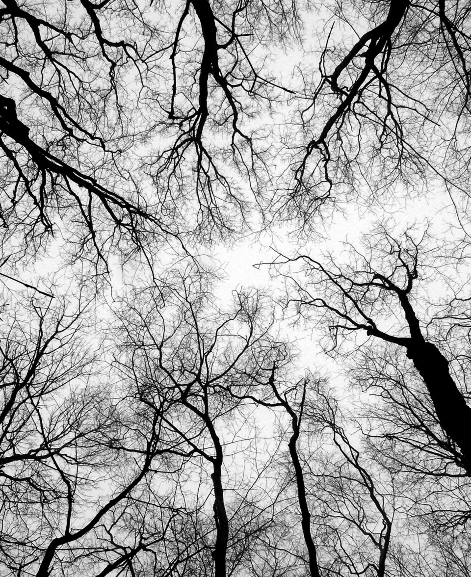 Trees overhead_Hawke