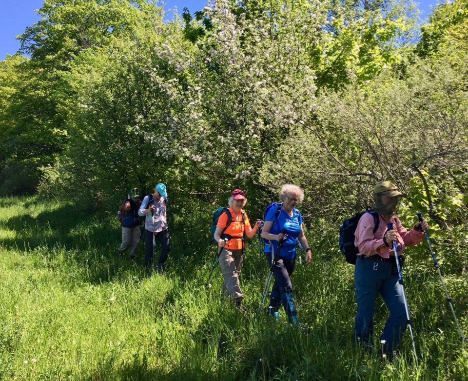 Walking by an old apple tree (1)