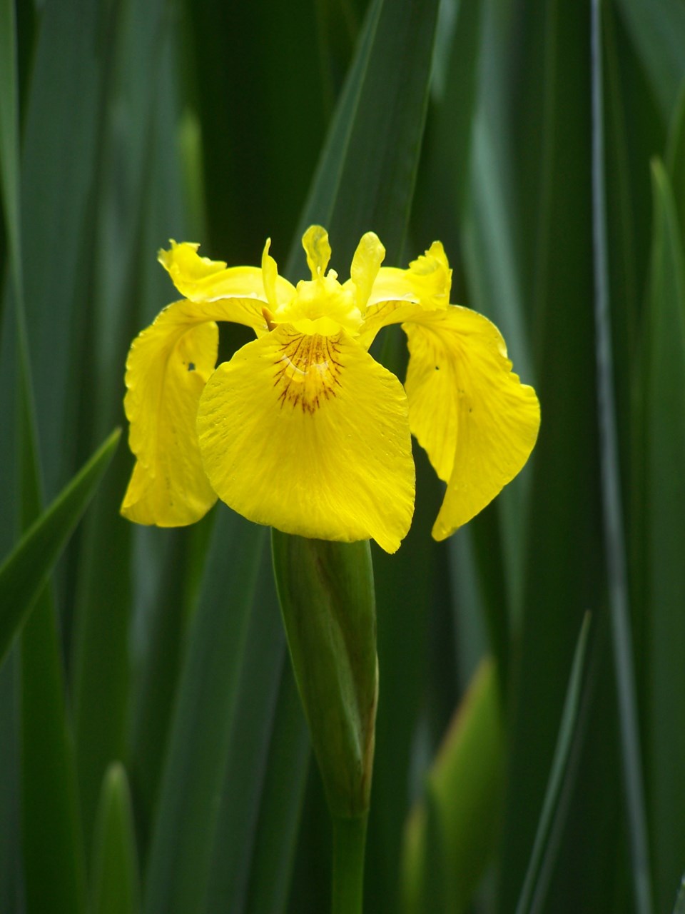 Yellow Iris  Welcome sight invasive species  OrilliaMatters com