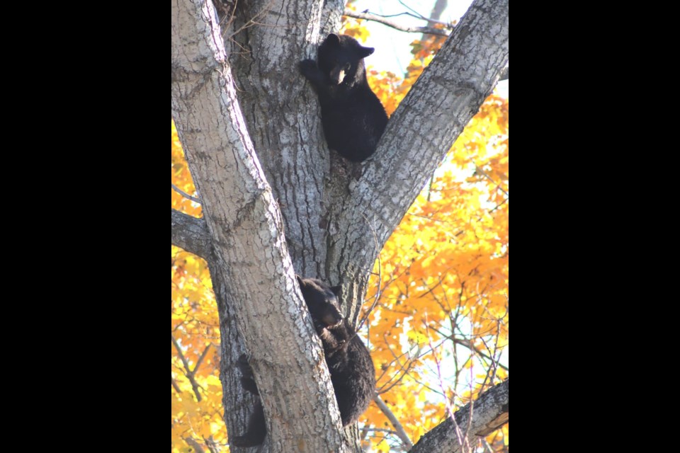 Two bears, believed to be a mother bear and her cub, remain in a tree this afternoon in the York Street park near Orillia Secondary School.