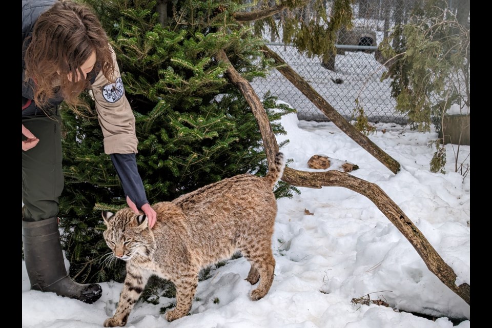 Speaking of Wildlife owner Krystal Hewitt gives bobcat Ocellus an ear scratch at the facility in Severn Township.