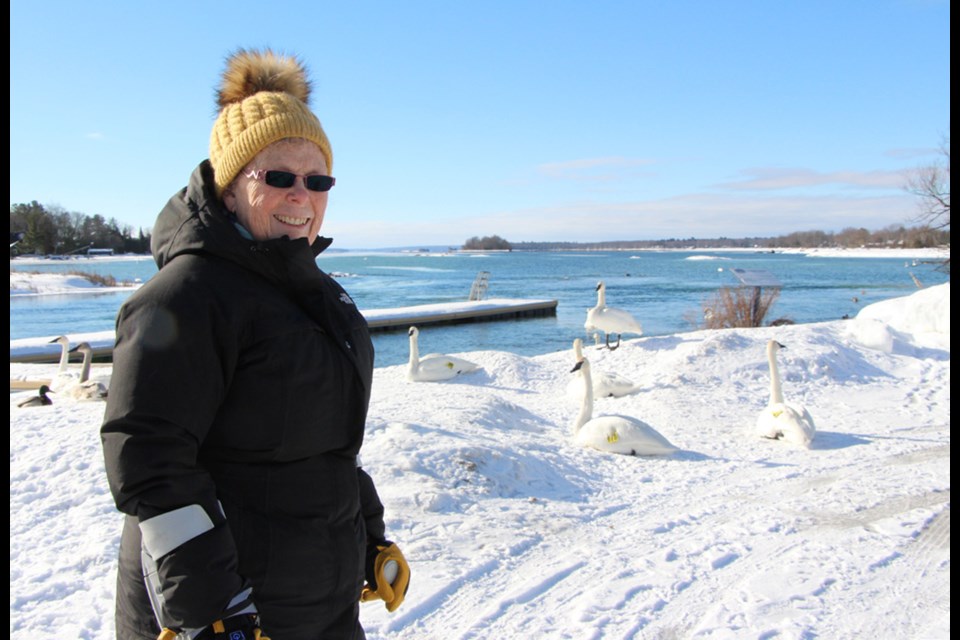 Susan Best, president of Trumpeter Swan Conservation Ontario, heads down to the dock in Washago a few times a week to monitor swan visits.