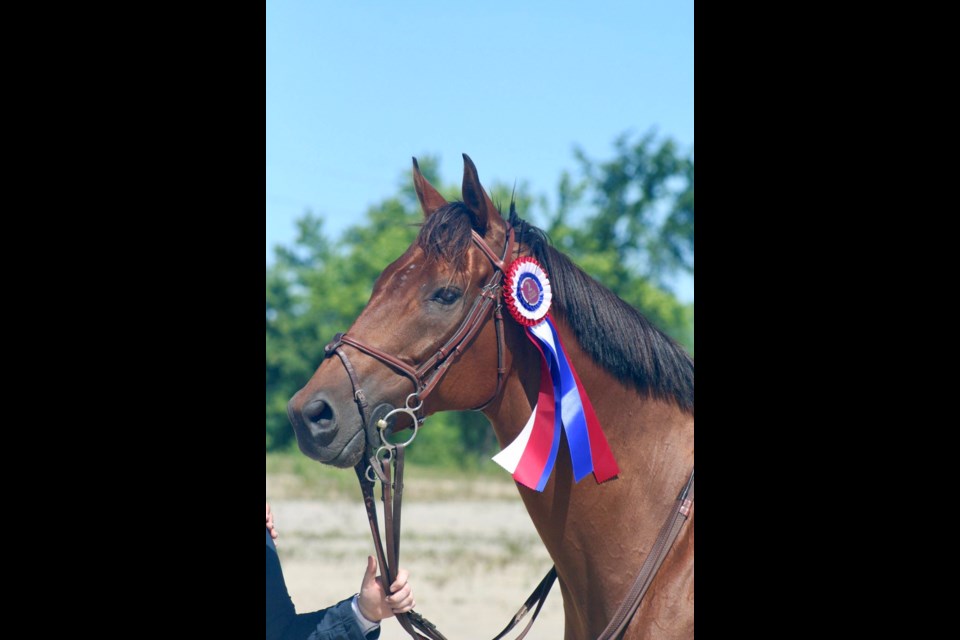 The Rum Runner and Chelsea McGee - Champions in the .75 Metre Jumpers at the Essa Agriplex in Barrie.