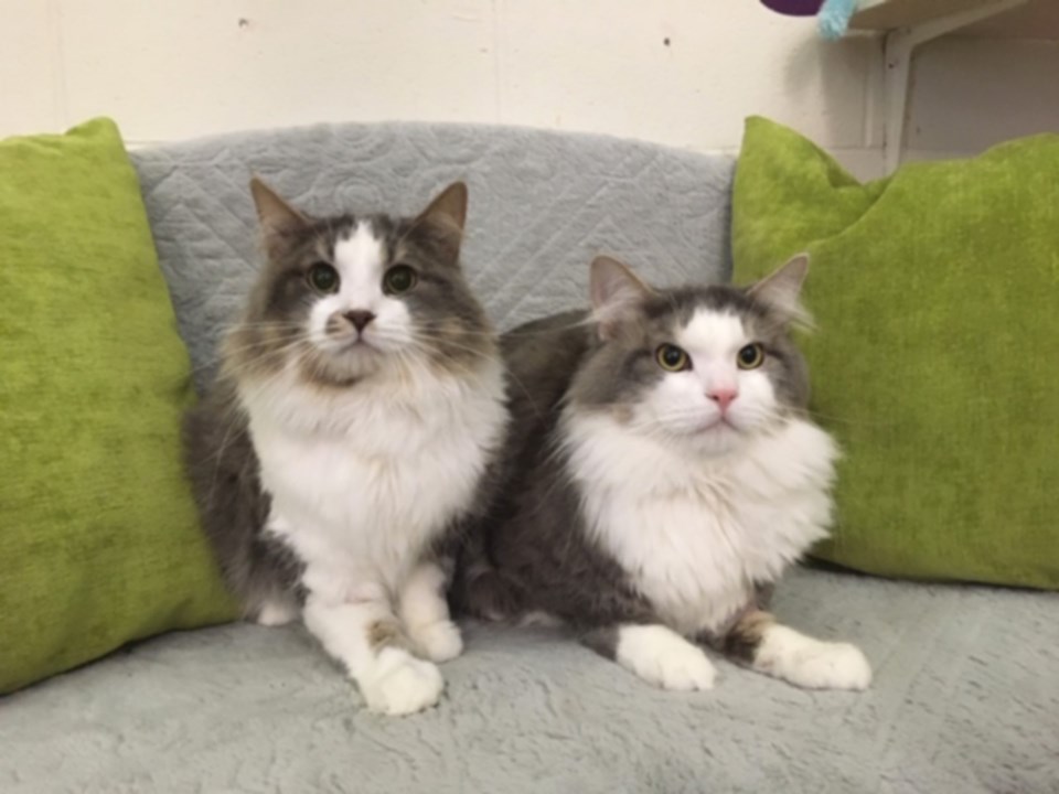 Adopt Me Bandit And Spooky Want To Join Your Family