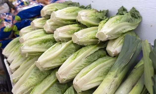 2018-12-17 romaine lettuce