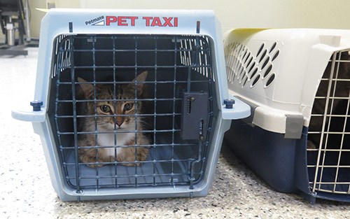 Cats dropped off at the Ottawa Humane Society by a staff member of a pest control company. Photo/ OHS