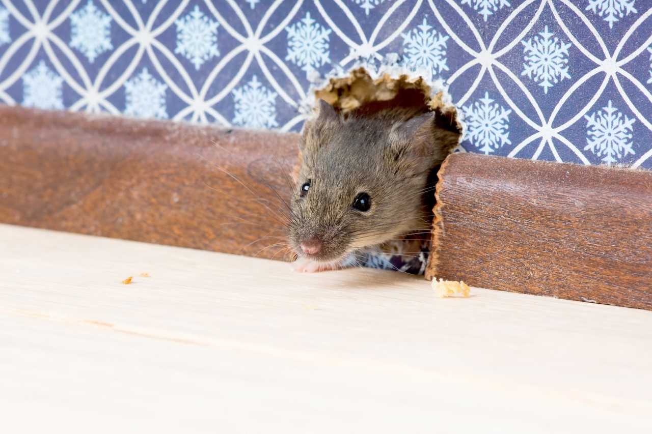 Mice scurrying into homes for relief from a hot, dry summer - Sudbury News