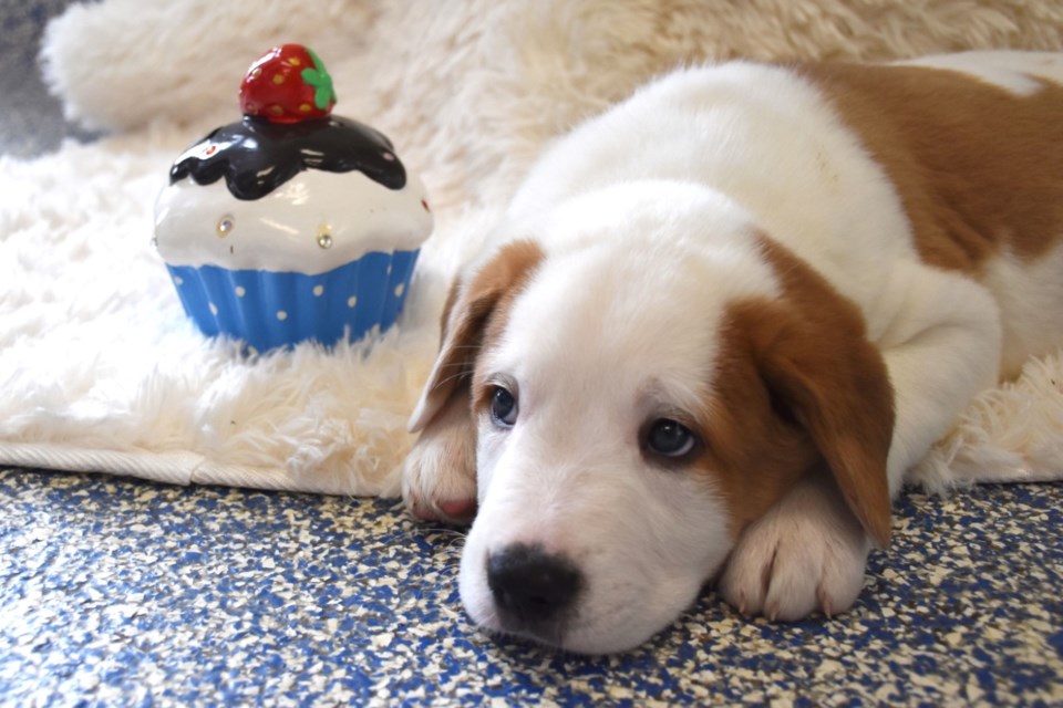 Monday, Feb. 27 is Cupcake Day for the Ontario SPCA and Humane Society. PHOTO/Ontario SPCA