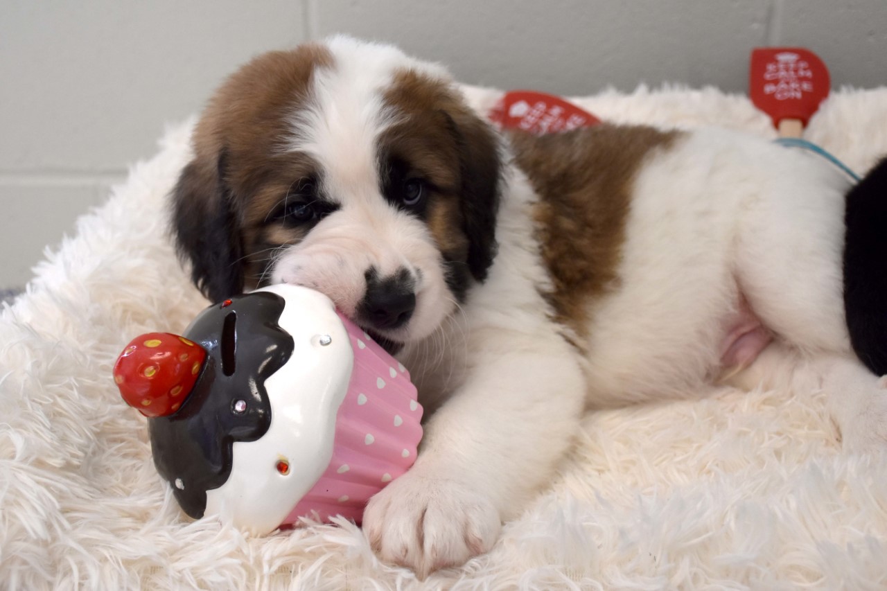 Ontario SPCA calling on cupcake lovers to help animals in need - CityNews Ottawa Ontario SPCA calling on cupcake lovers to help animals in need - CityNews Ottawa