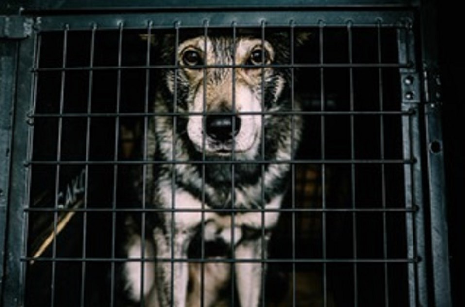 newdogpic