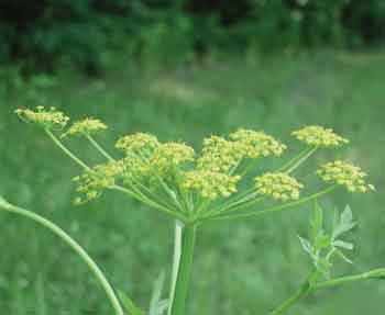 wild parsnip