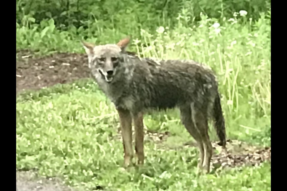 People are being asked to be on the look out for an aggressive coyote. Photo by Carol Anne Meehan (@MeehanCarolAnne)
