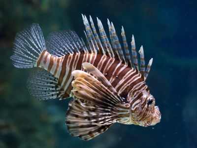 Carleton University study shows global warming is affecting lionfish appetite - OttawaMatters.com