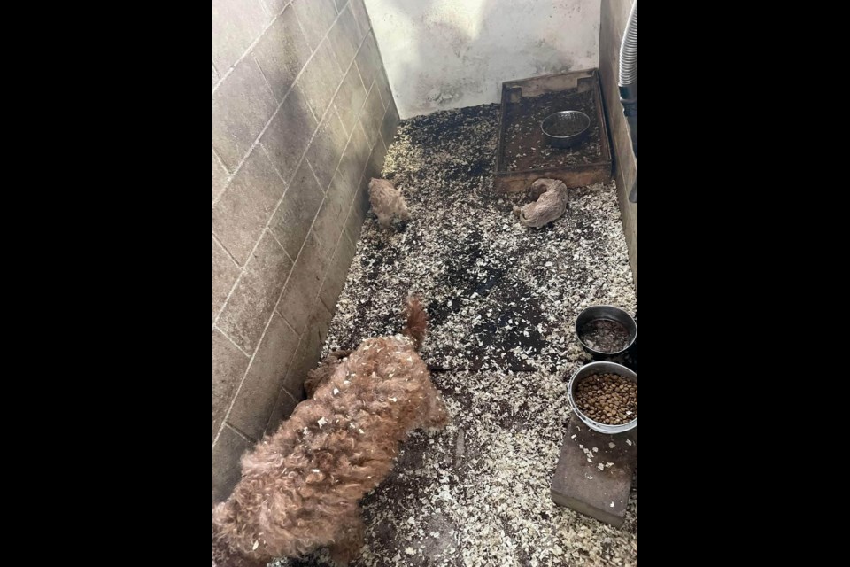 A photo taken by a customer who purchased a sick dog from the Foresters Falls Kennel shows a mother and two pups in poor condition. 