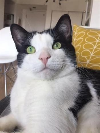 Adopt Me: Calvin is a very social kitty - CityNews Ottawa