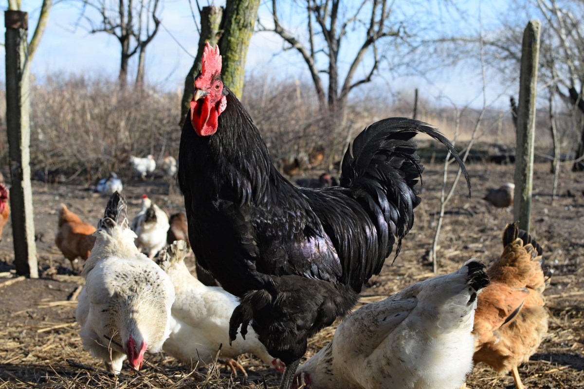 Caso di influenza aviaria confermato nell’Ontario orientale