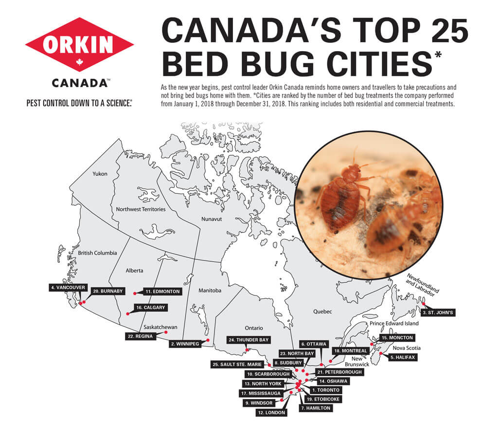 Orkin Ranks Ottawa As Sixth Worst City In Canada For Bed Bugs Citynews Ottawa
